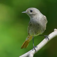 Jaki aparat do fotografowania zwierząt? Oto kluczowe cechy, które musisz znać